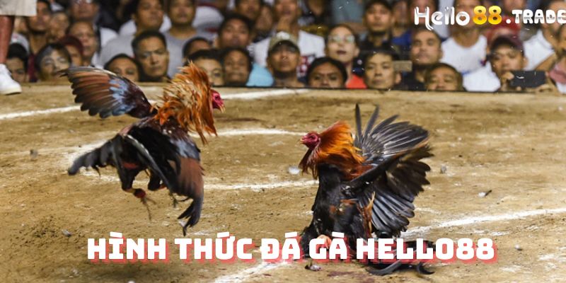 Các hình thức đá gà Hello88