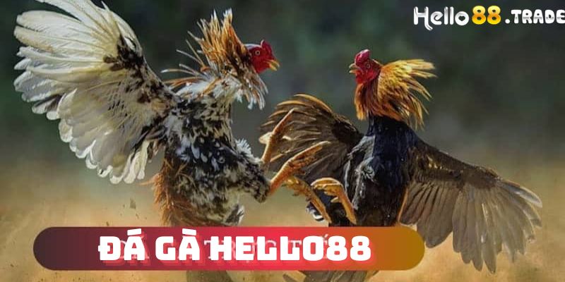 Đá gà Hello88