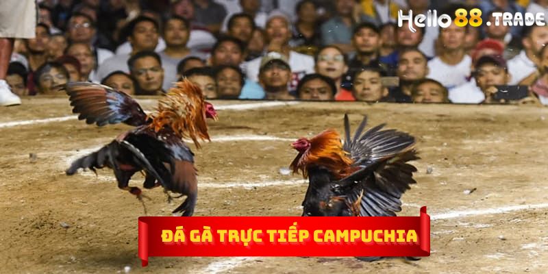 Đá gà trực tiếp Campuchia